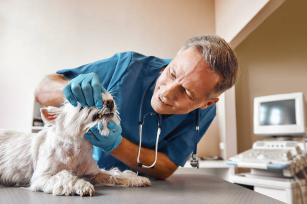 Professional Emergency Dental Service in OH